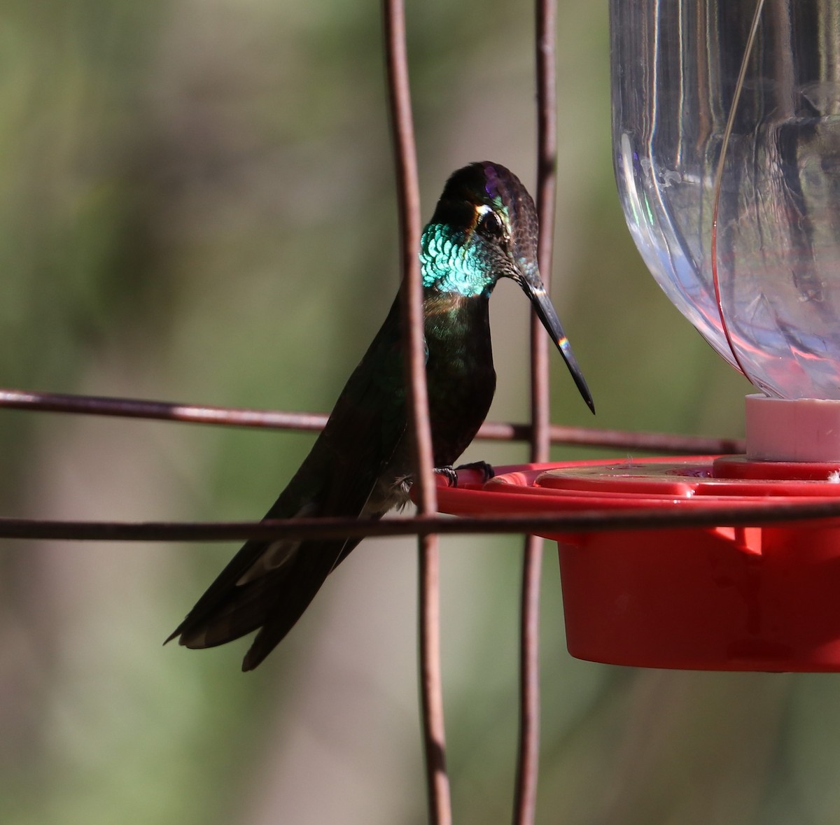 Rivoli's Hummingbird - ML617953000