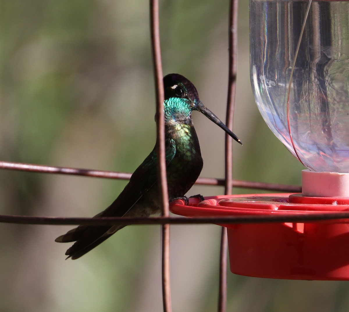 Rivoli's Hummingbird - ML617953001