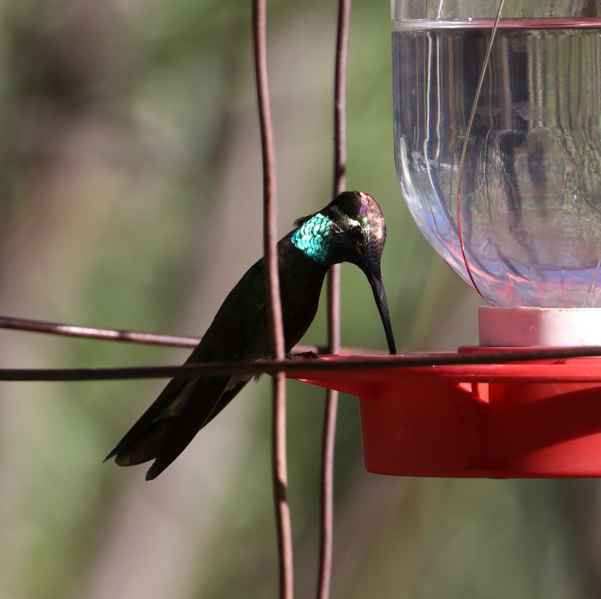 kolibřík skvostný - ML617953003