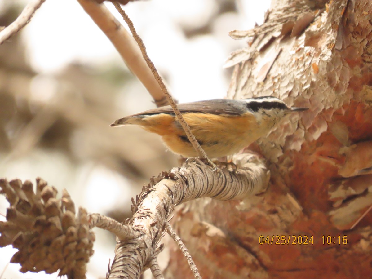 Red-breasted Nuthatch - Steven Lima