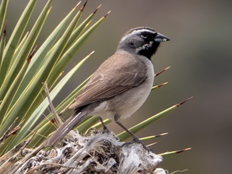 Black-throated Sparrow - Kurt Buzard