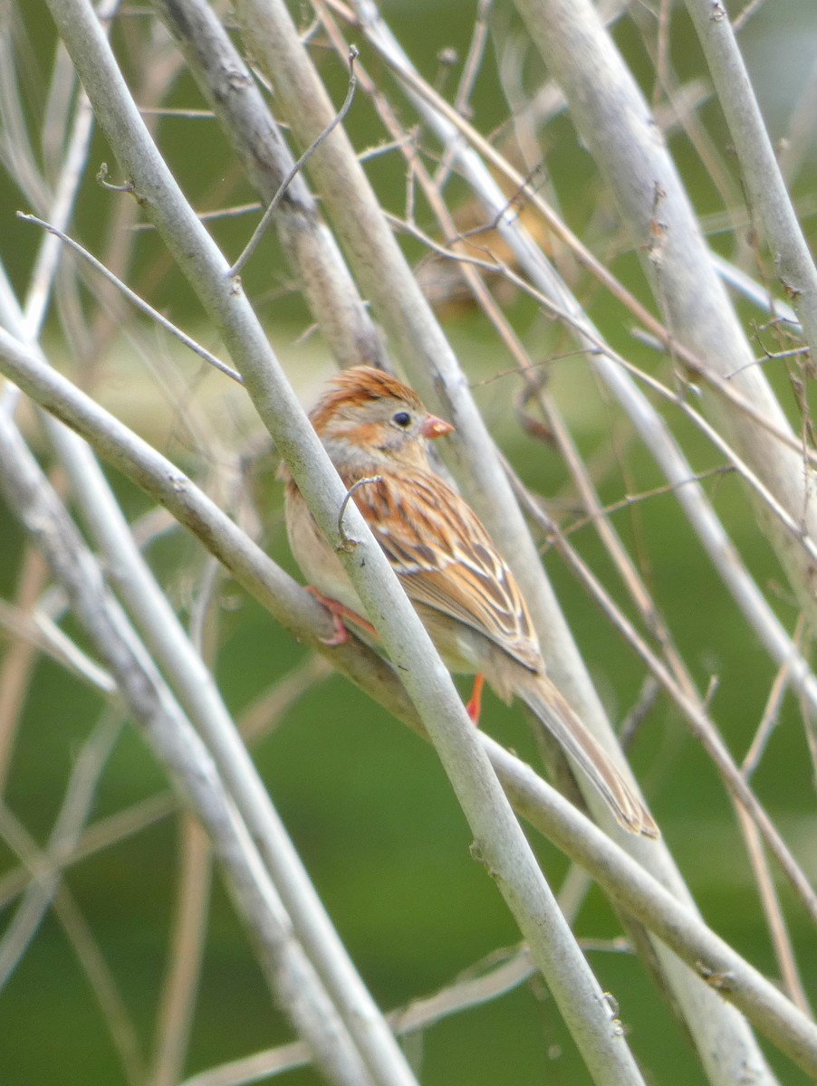 Field Sparrow - Tammy Thompson