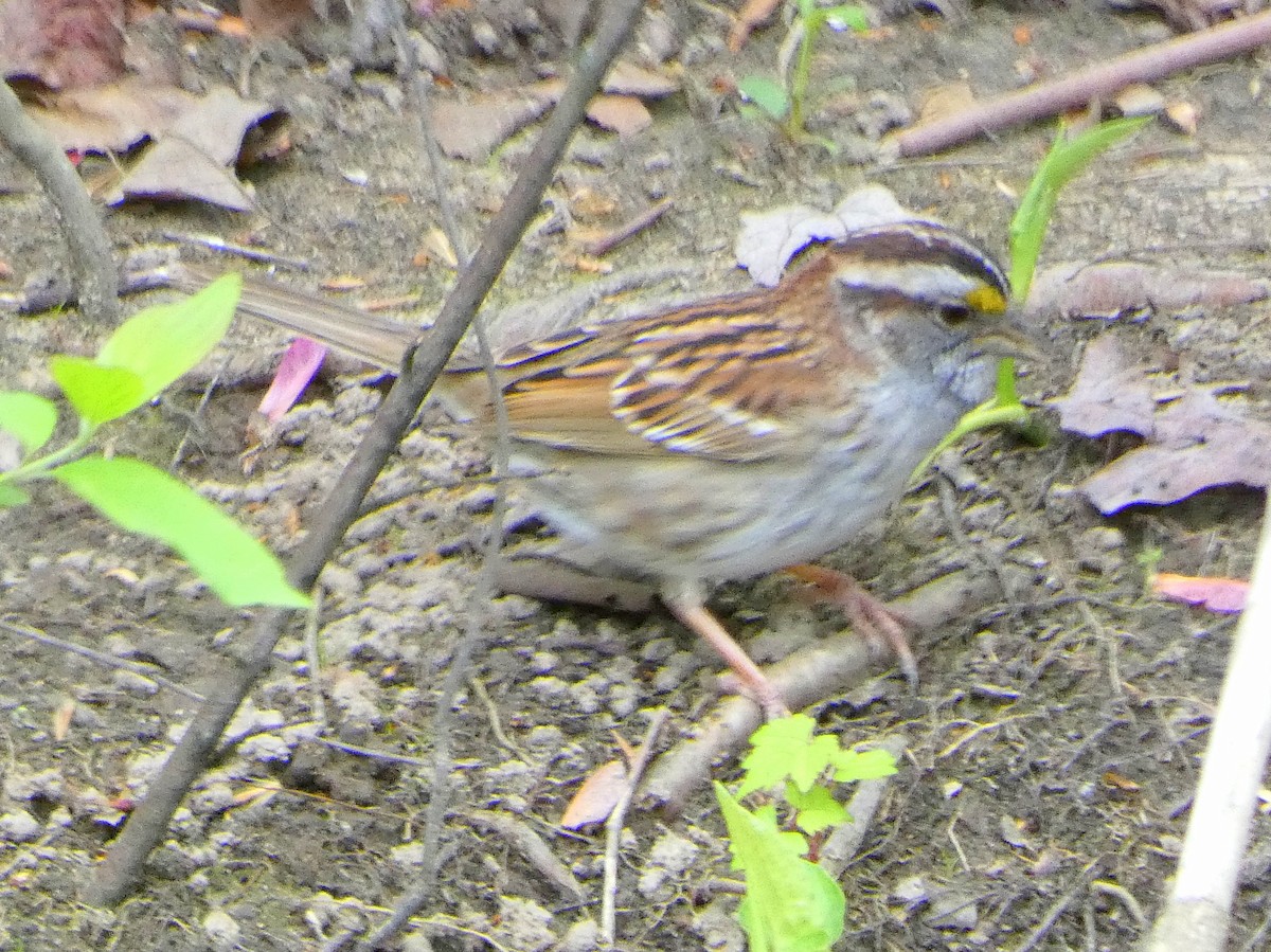 White-throated Sparrow - Tammy Thompson
