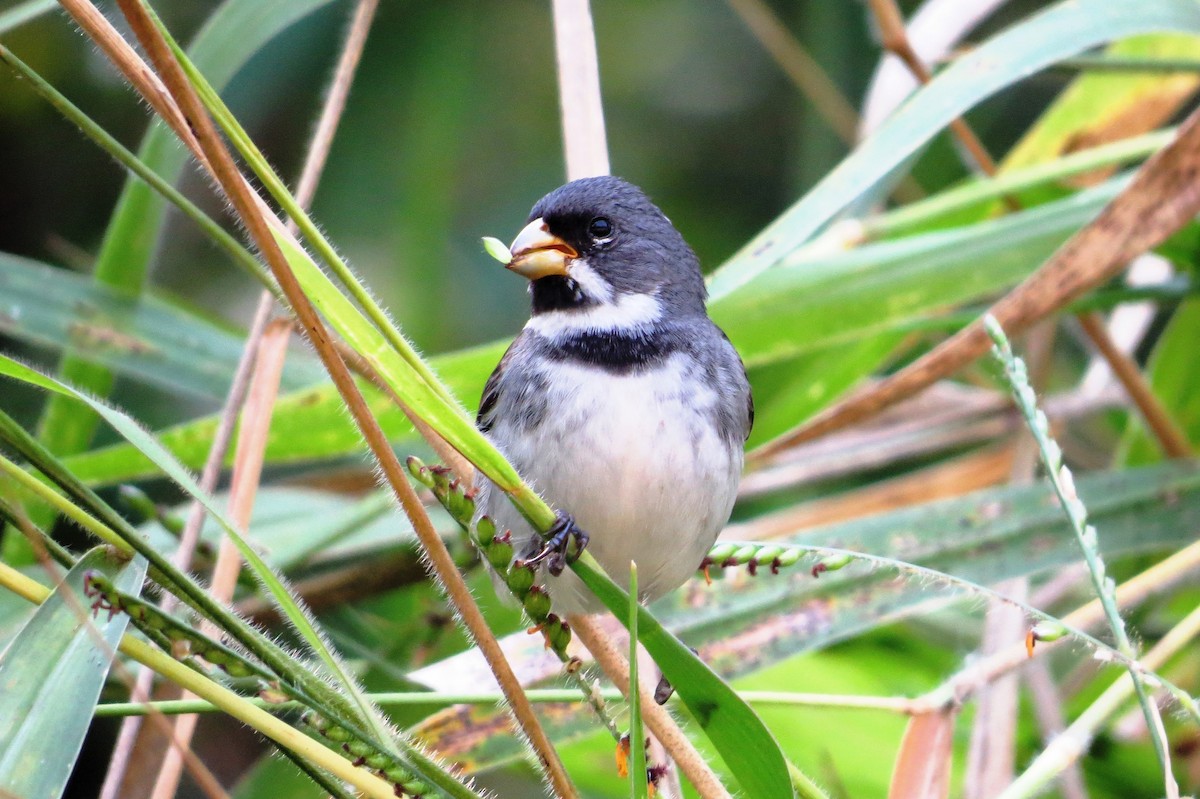 Double-collared Seedeater - ML617953075