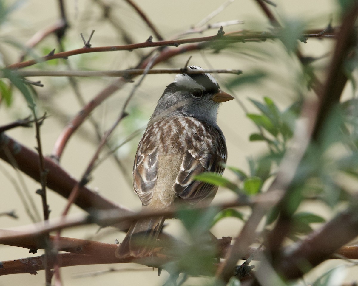 White-crowned Sparrow - ML617953092