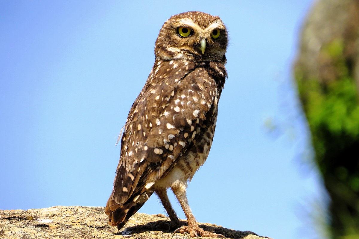 Burrowing Owl - ML617953175