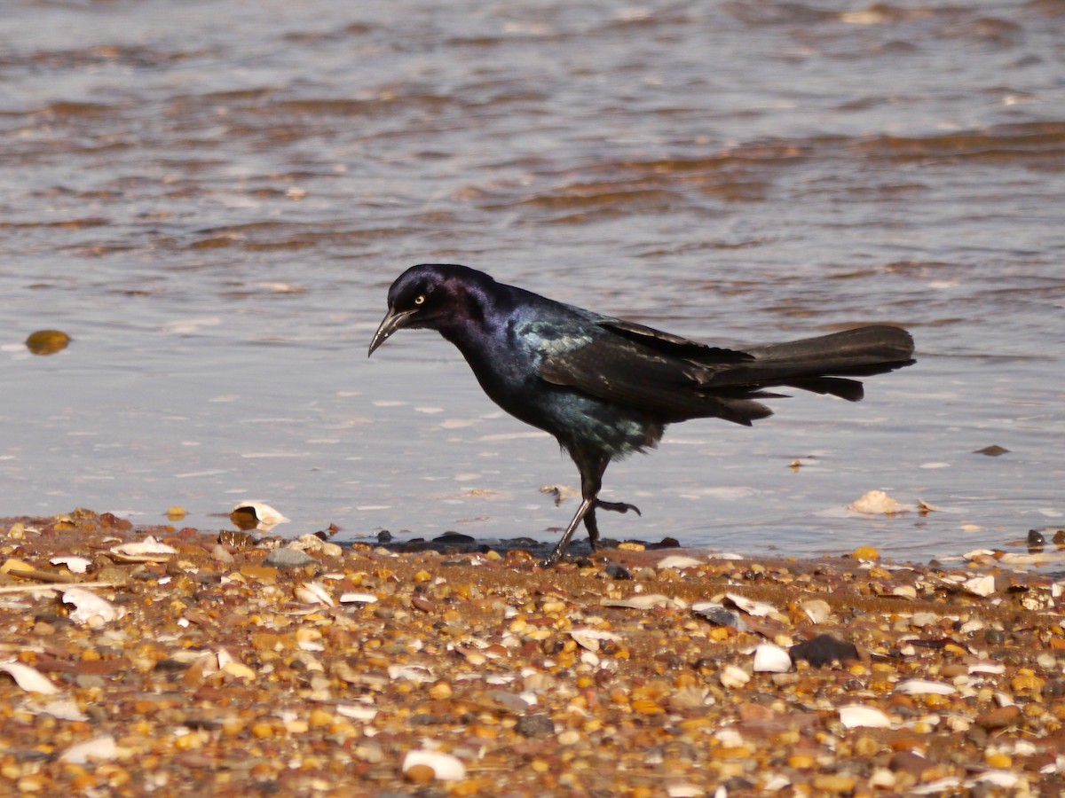 Boat-tailed Grackle - ML617953201