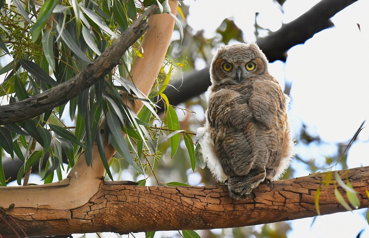 Great Horned Owl - ML617953215