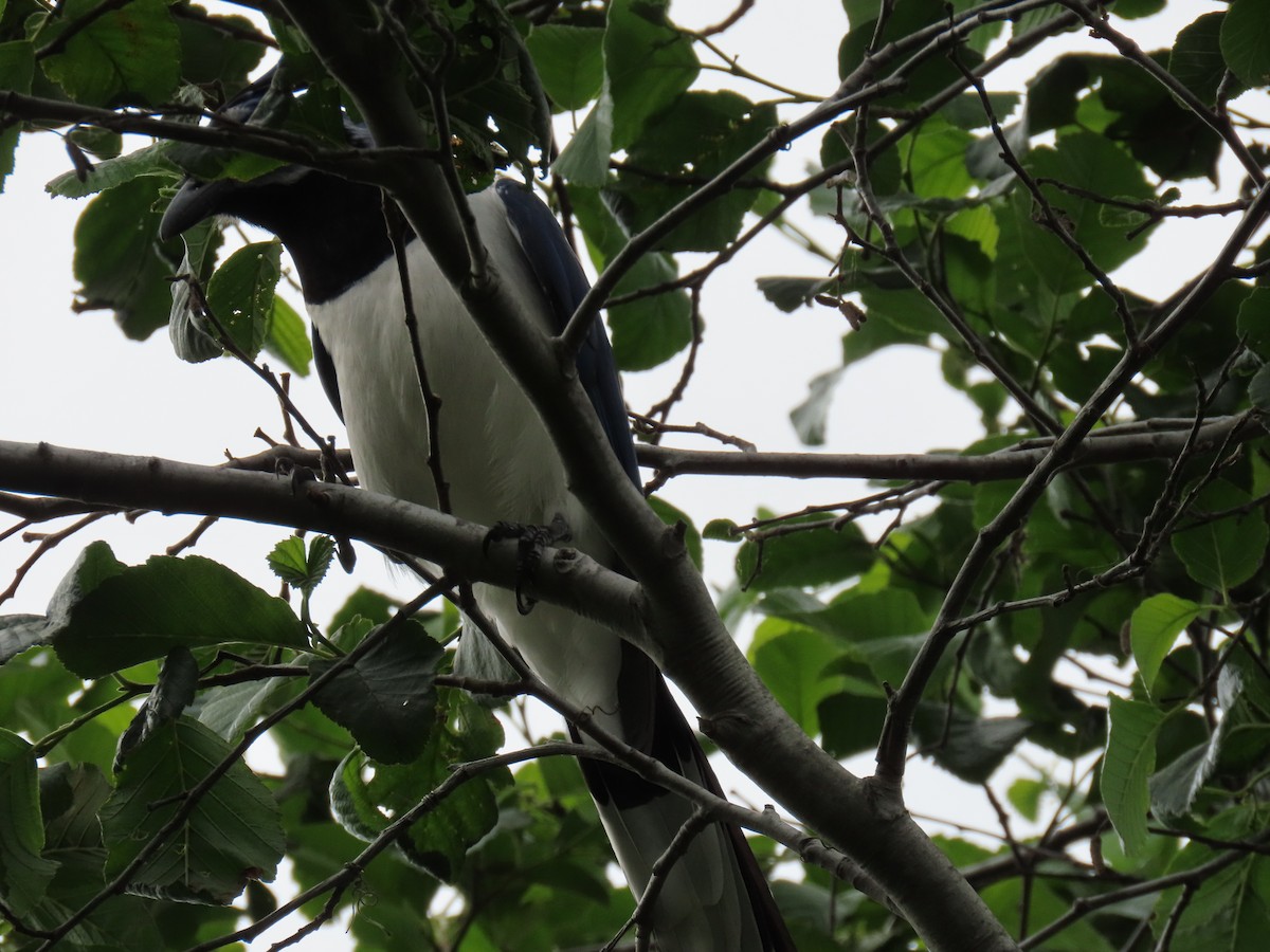 Black-throated Magpie-Jay - ML617953245