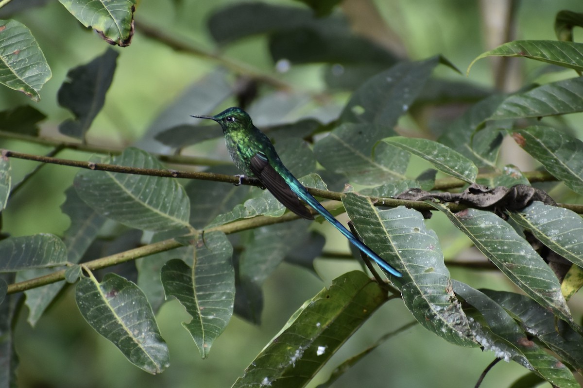 Long-tailed Sylph - ML617953265