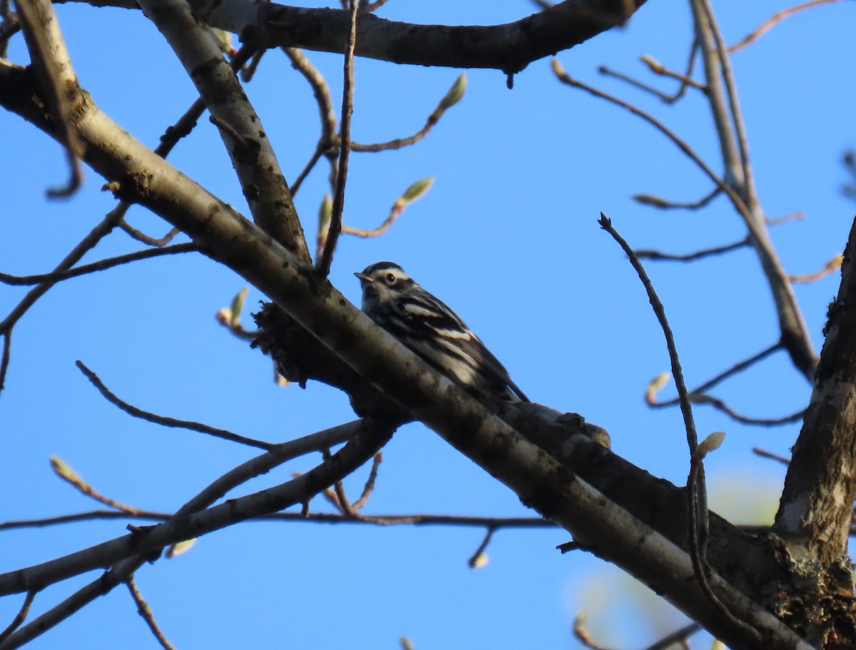 Black-and-white Warbler - ML617953305