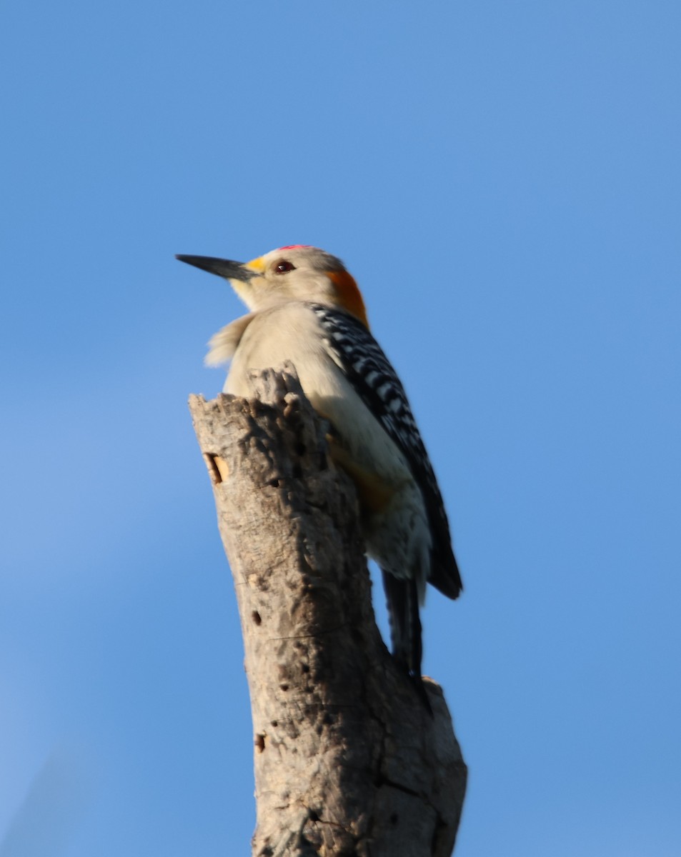 Golden-fronted Woodpecker - Alan Shapiro