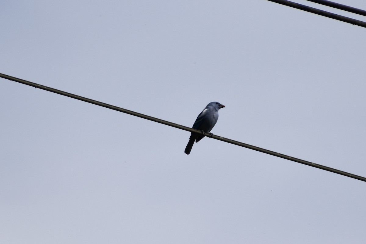 Blue-gray Tanager (White-edged) - ML617953414