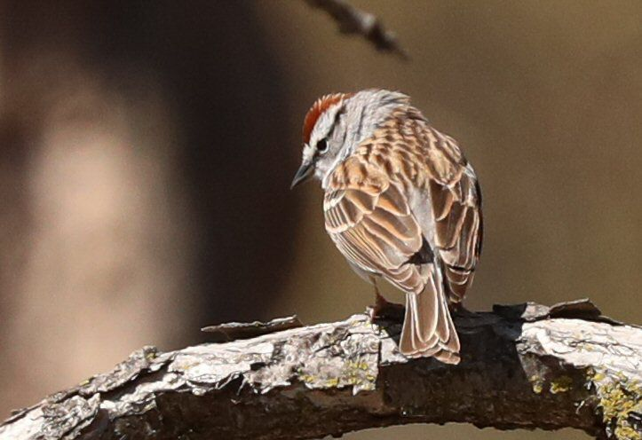 Chipping Sparrow - ML617953437