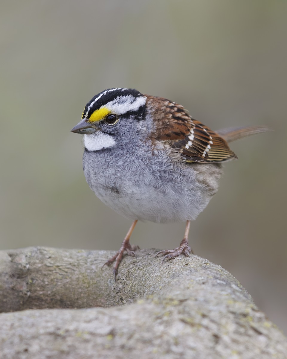 White-throated Sparrow - Ryan Yann