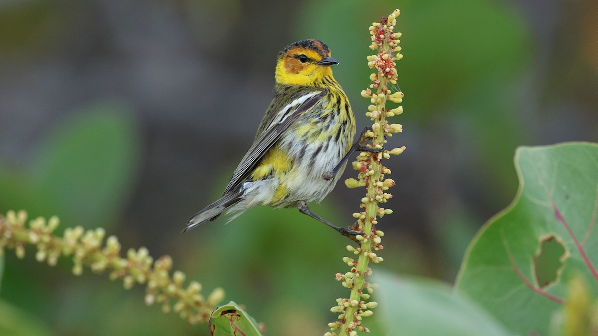 Cape May Warbler - ML617953446