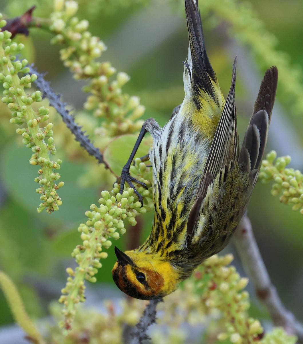 Cape May Warbler - ML617953458