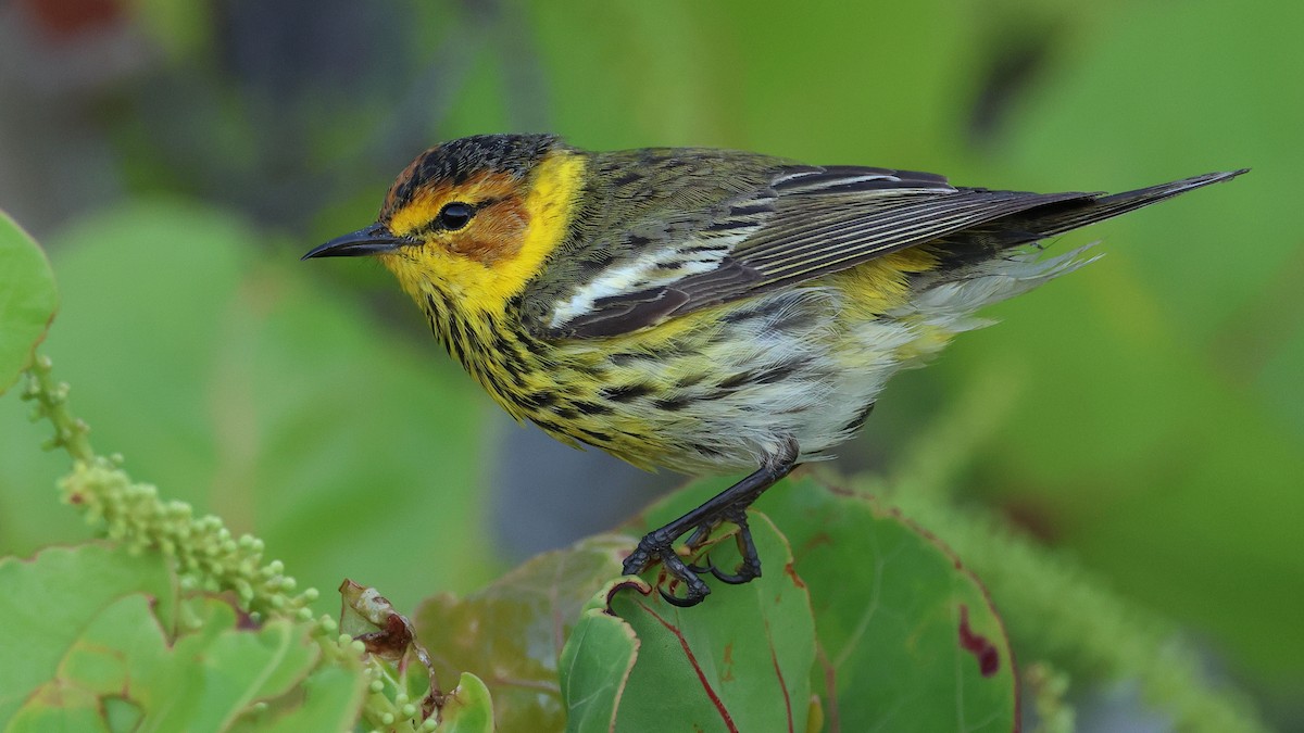 Cape May Warbler - ML617953467