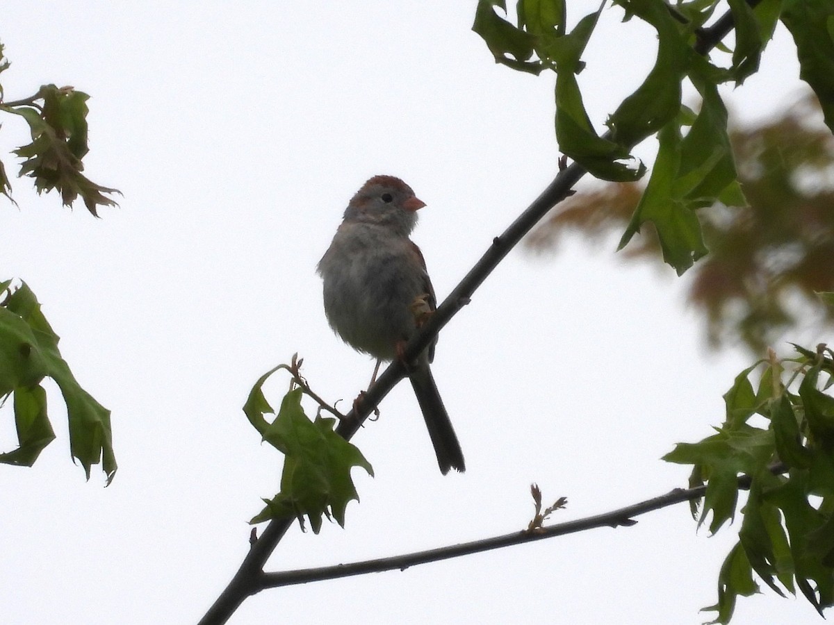 Field Sparrow - ML617953470