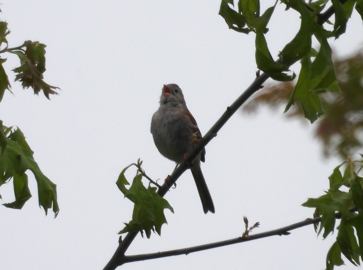 Field Sparrow - ML617953471