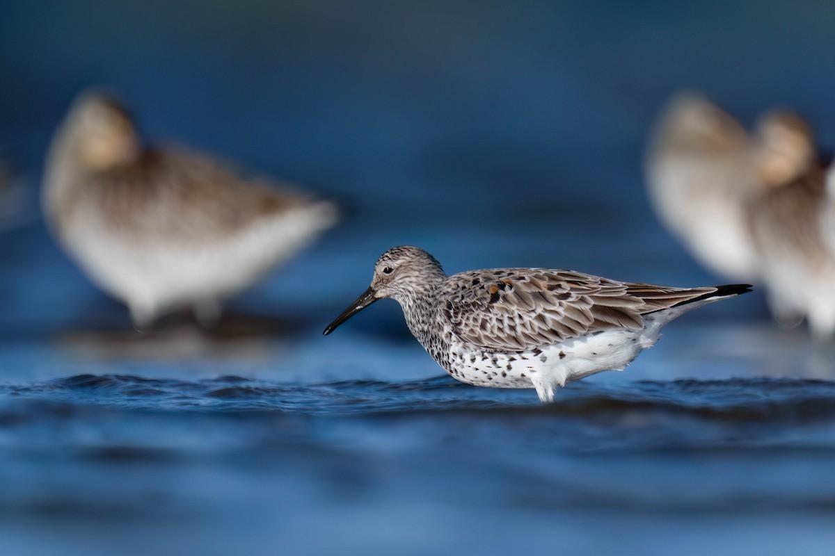 Great Knot - ML617953472