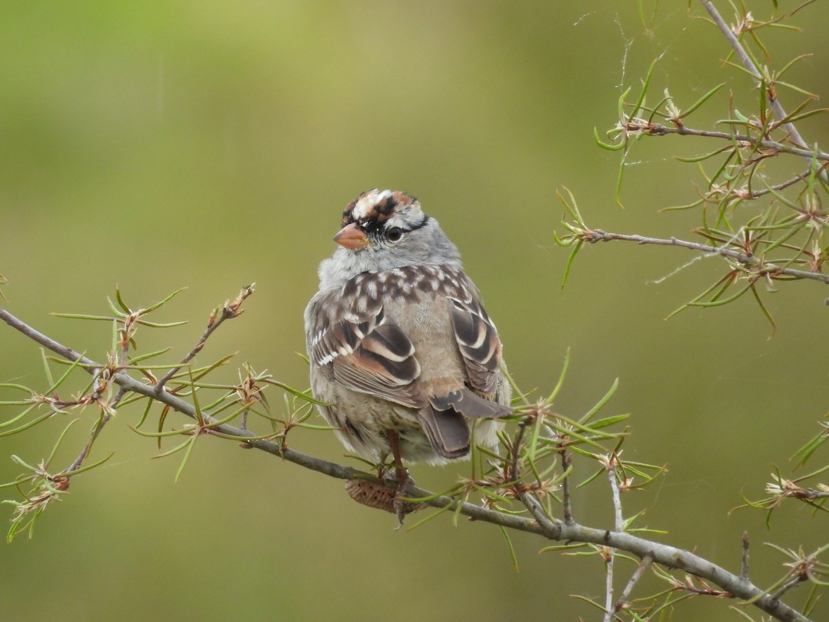 White-crowned Sparrow - ML617953473