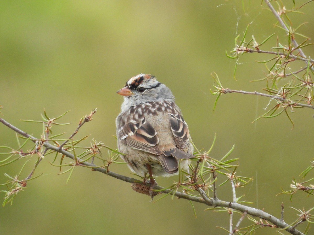 White-crowned Sparrow - ML617953474