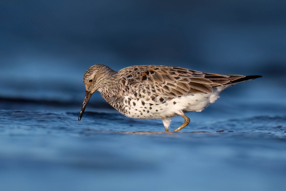 Great Knot - Terence Alexander