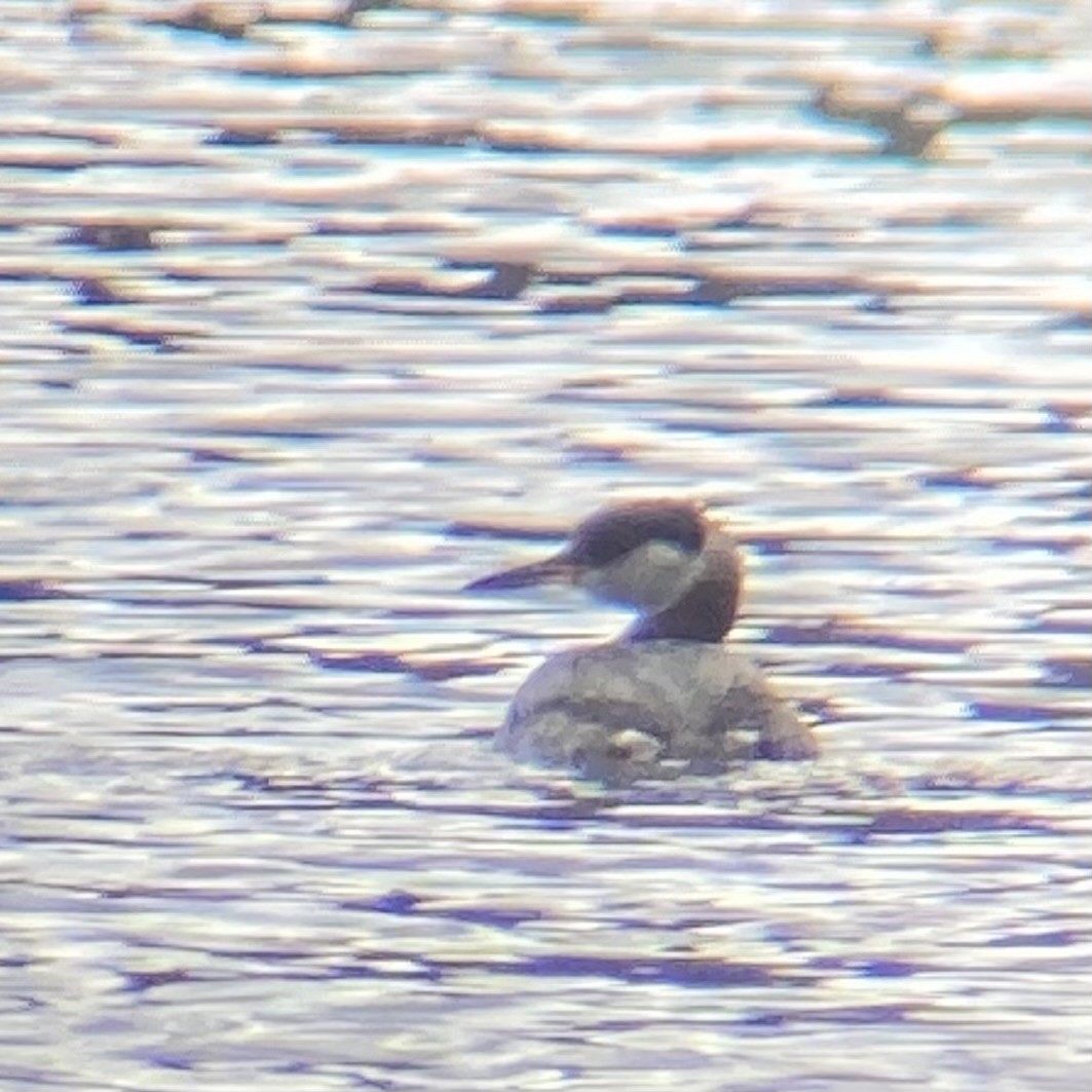 Red-necked Grebe - ML617953496