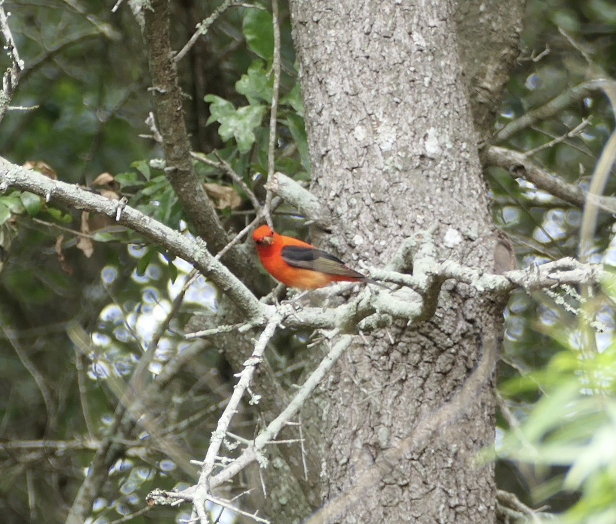 Scarlet Tanager - ML617953586
