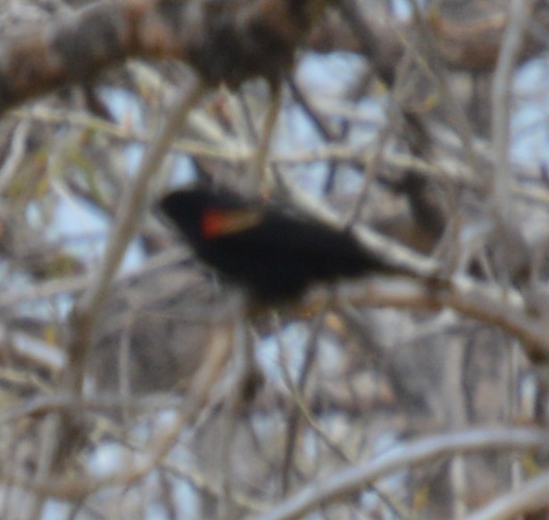 Red-winged Blackbird - ML617953606