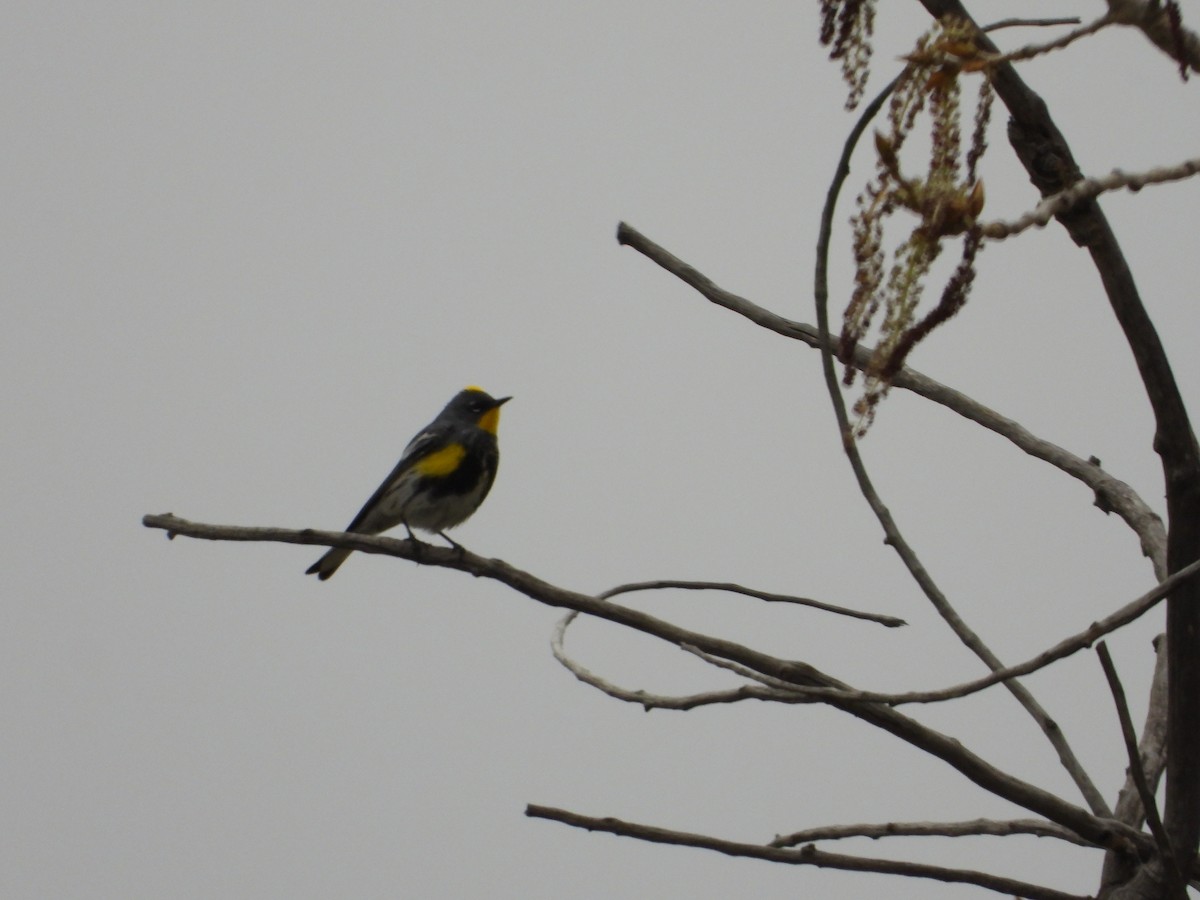 Yellow-rumped Warbler (Audubon's) - ML617953616