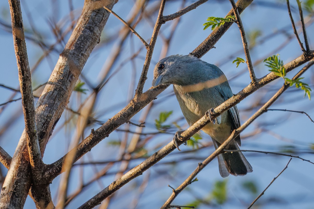 Glaucous Tanager - ML617953619