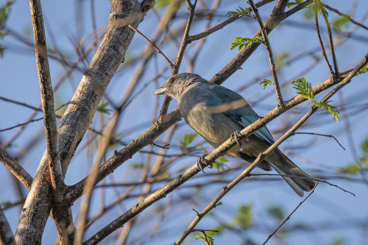 Glaucous Tanager - ML617953620