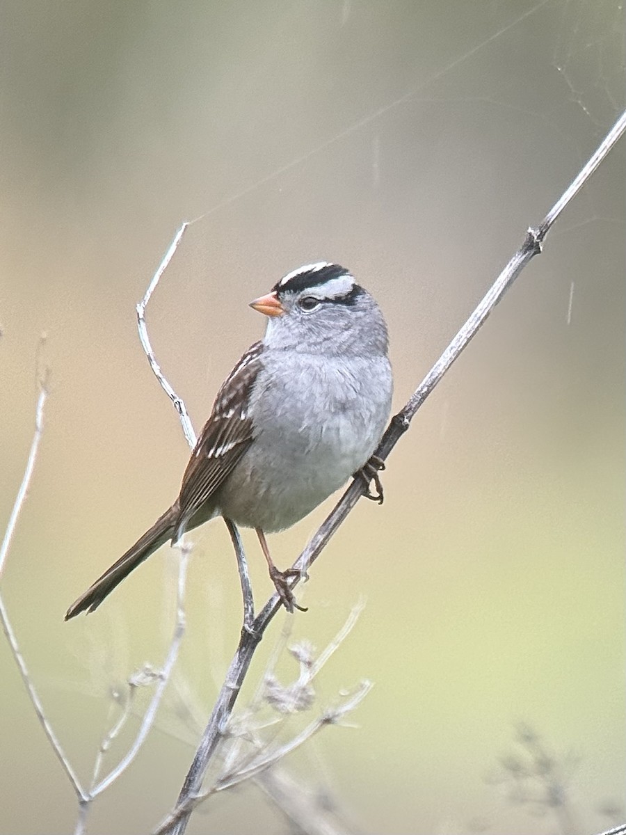 White-crowned Sparrow - Dave Lockman