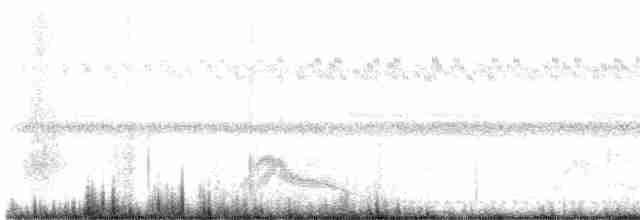Texasnachtschwalbe - ML617953752