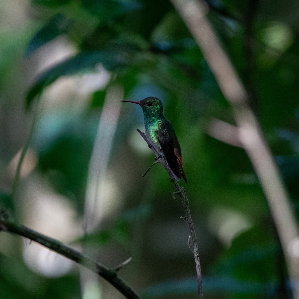 Rufous-tailed Hummingbird - ML617953766