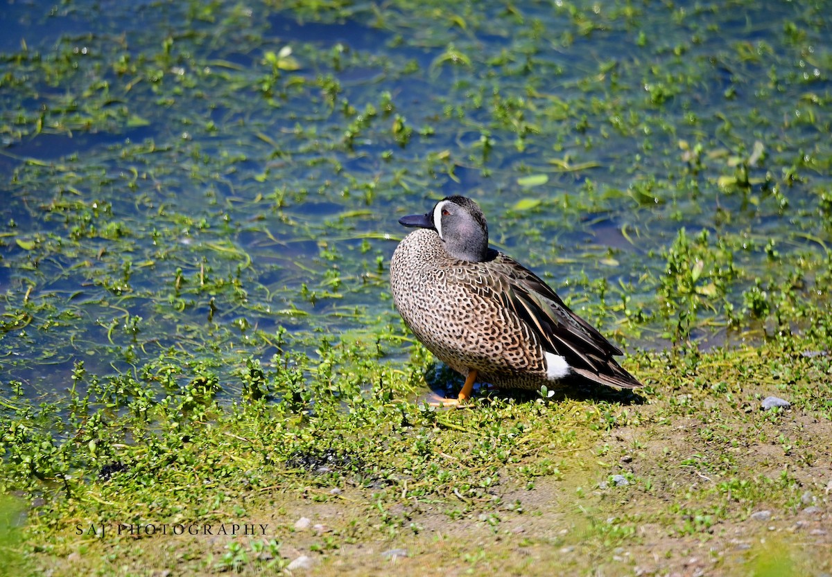 Blue-winged Teal - ML617953774