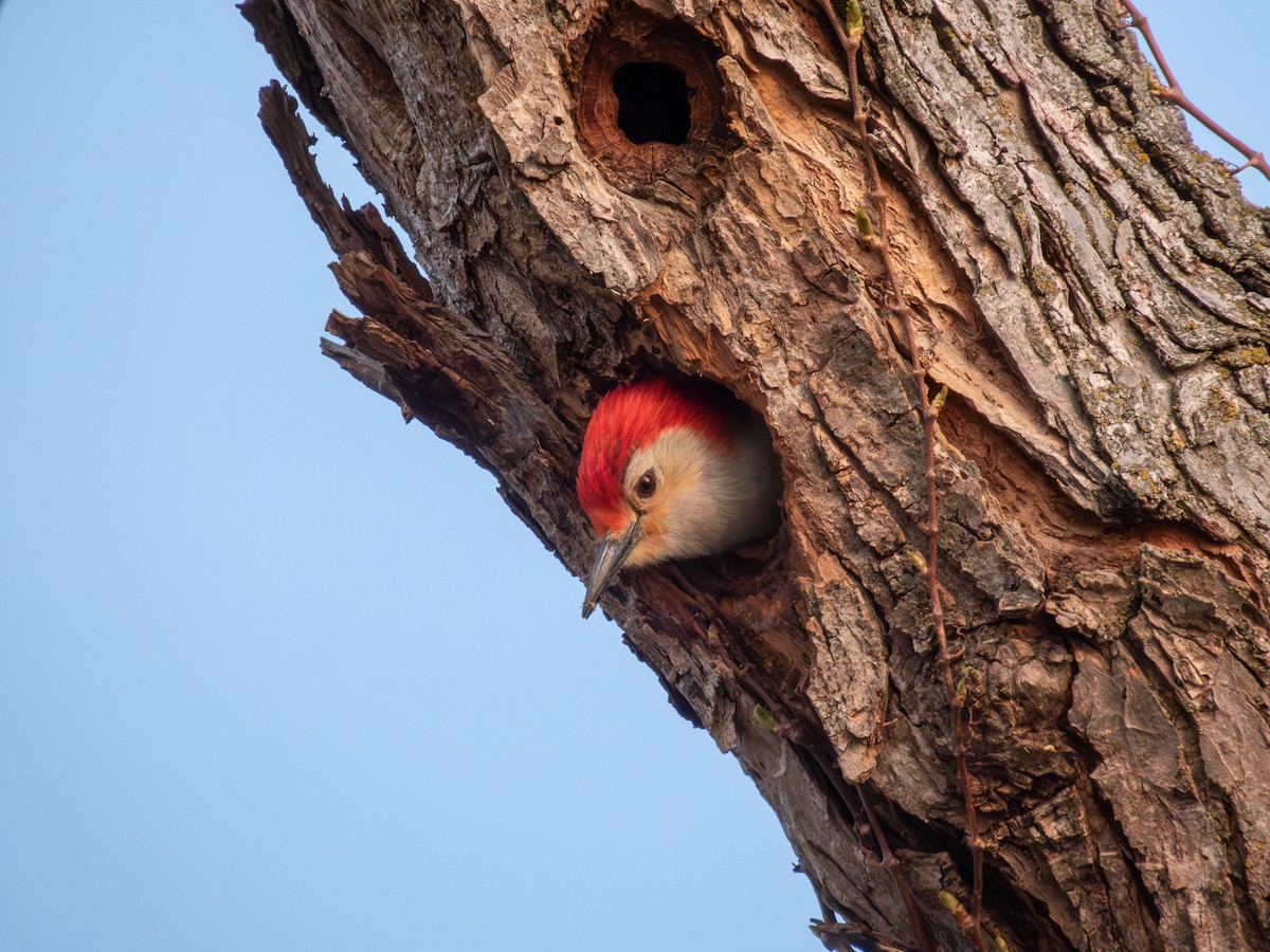 Red-bellied Woodpecker - ML617953819