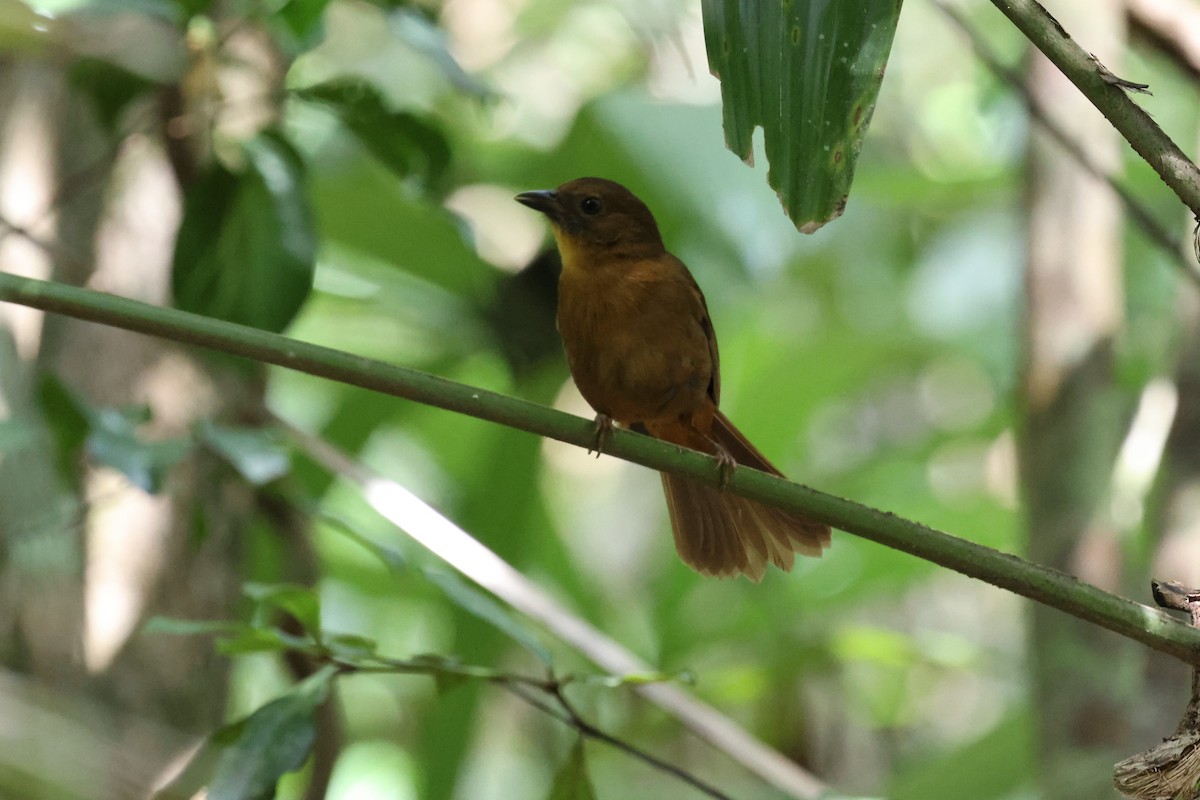 Red-throated Ant-Tanager - ML617953823