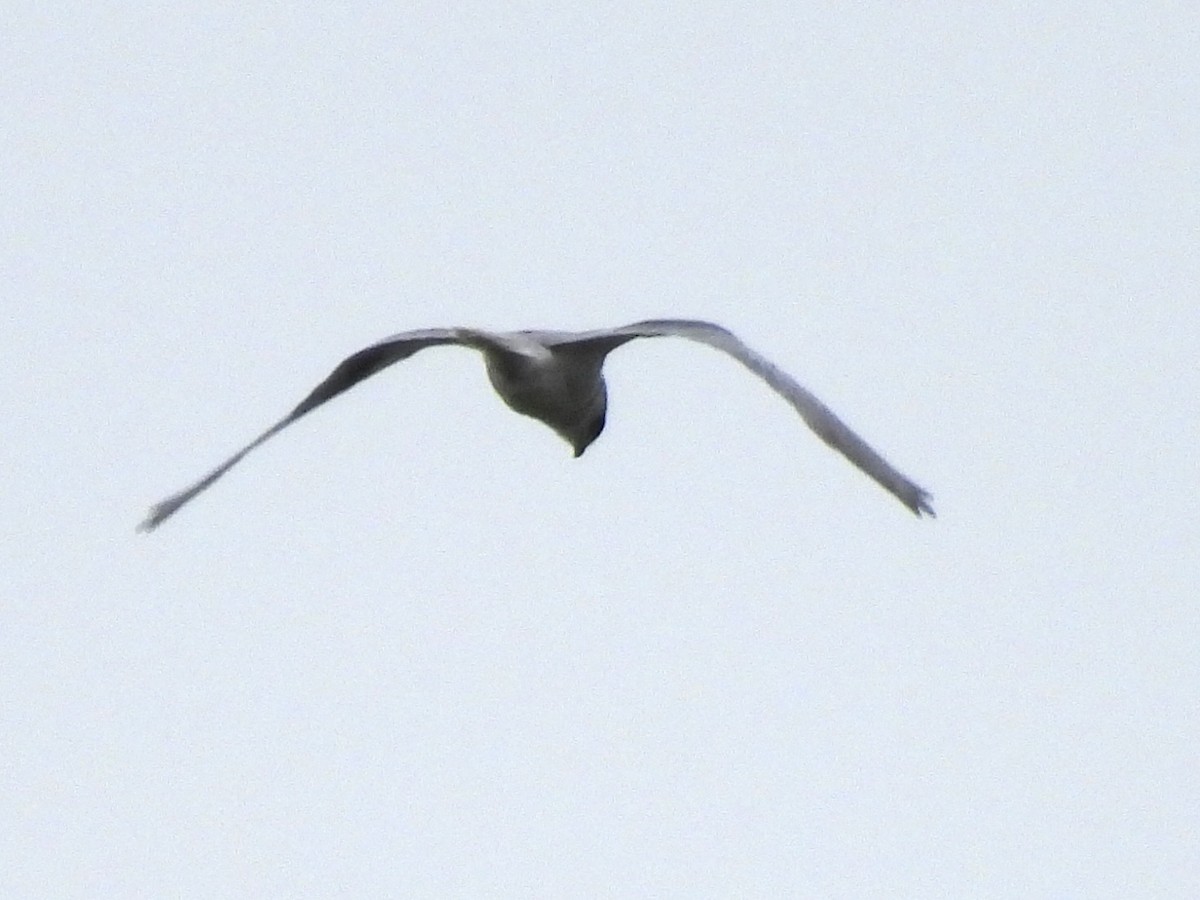 White-tailed Kite - ML617953856