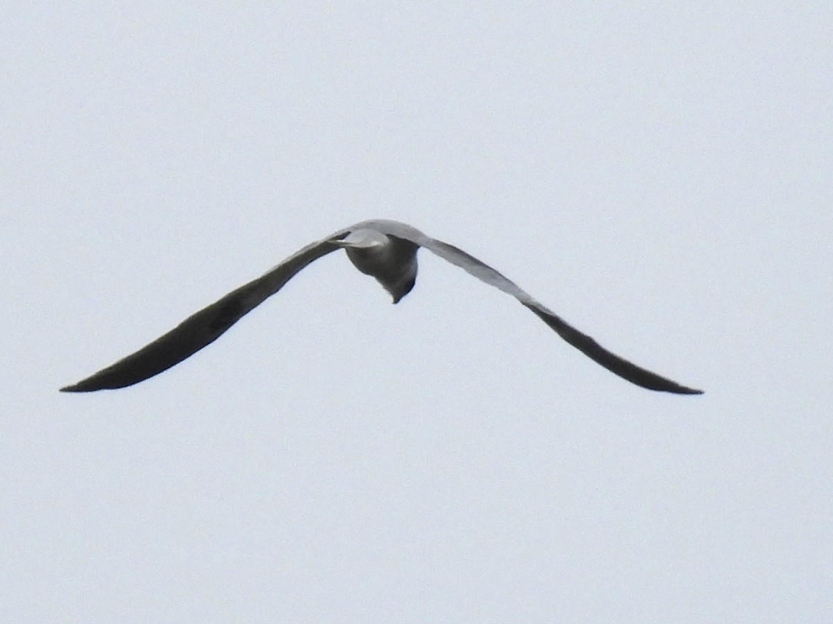 White-tailed Kite - ML617953857