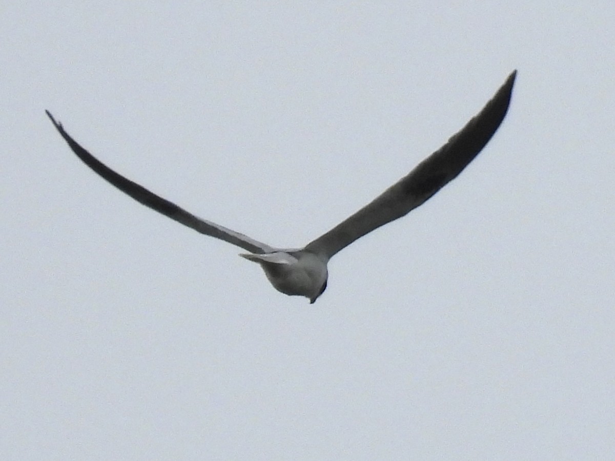 White-tailed Kite - ML617953858