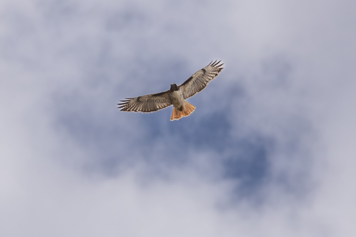Red-tailed Hawk - ML617953866