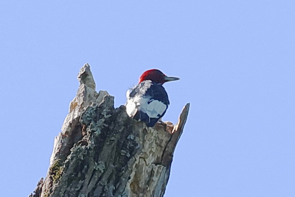 Red-headed Woodpecker - ML617953896