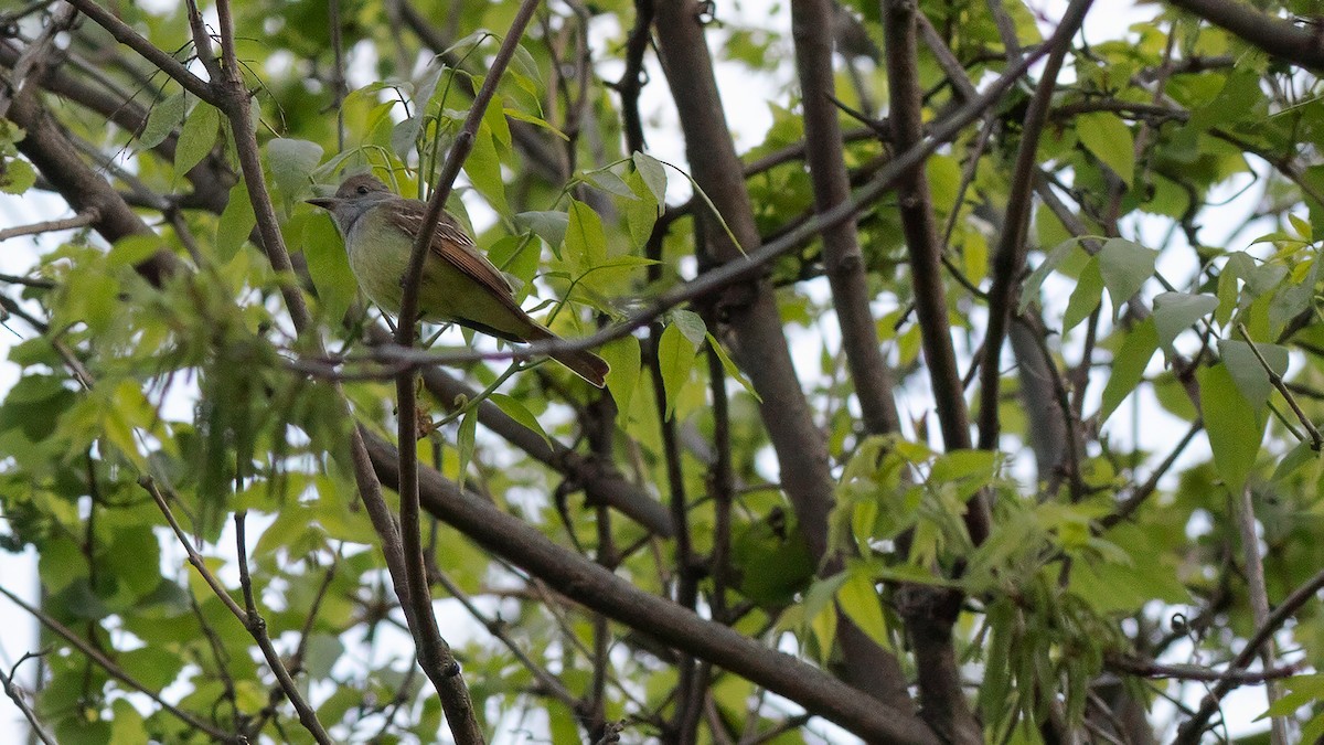 Great Crested Flycatcher - ML617953928