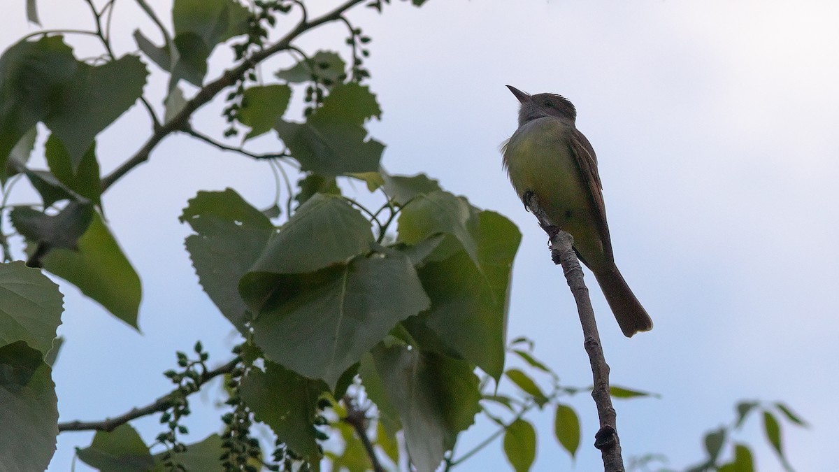 Great Crested Flycatcher - ML617953929