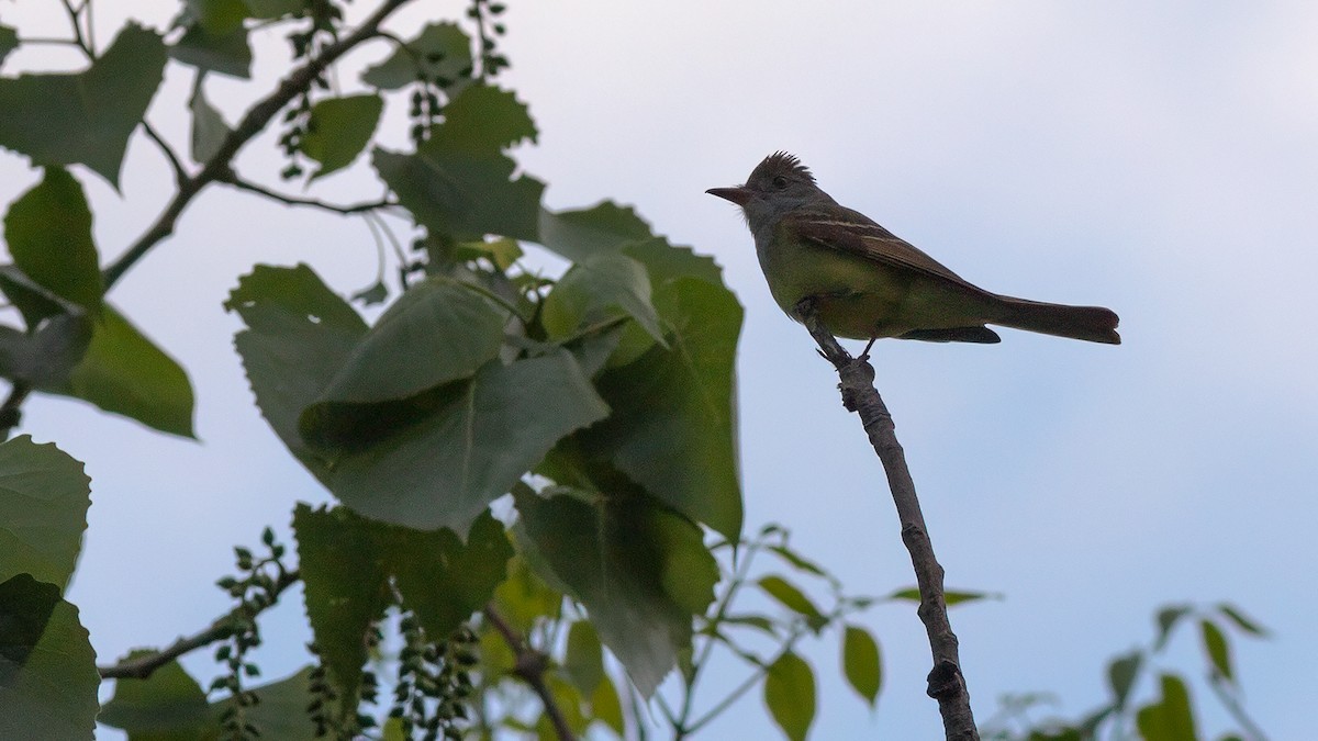 Great Crested Flycatcher - ML617953930