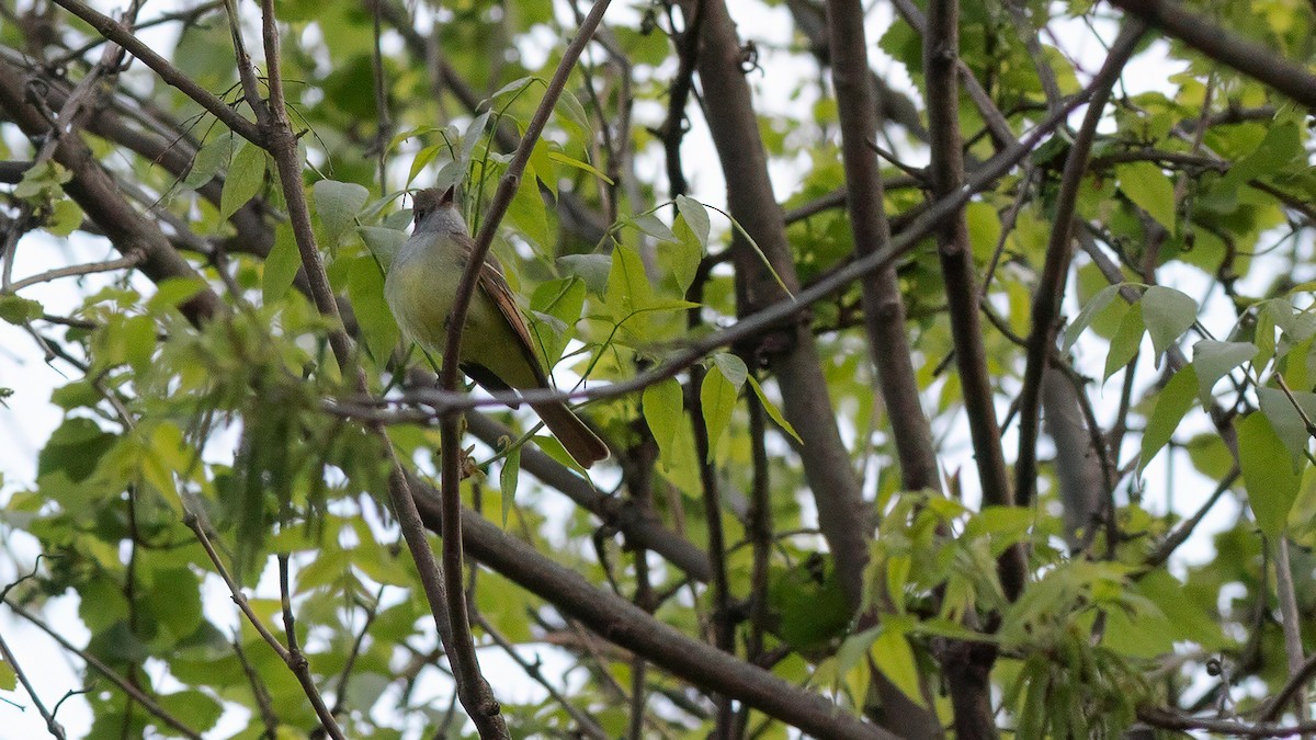 Great Crested Flycatcher - ML617953931