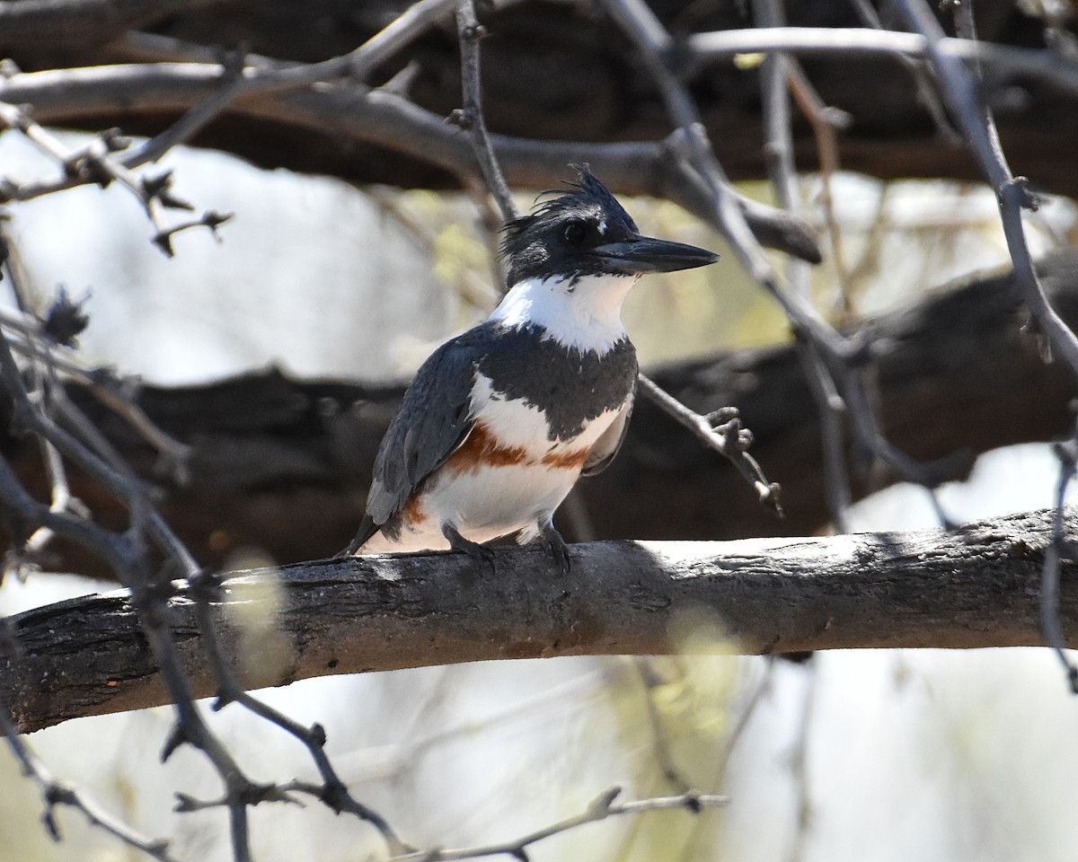 Belted Kingfisher - ML617953933